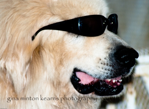 Beemer, a sweet Great Pyrenees, shows his Hollywood